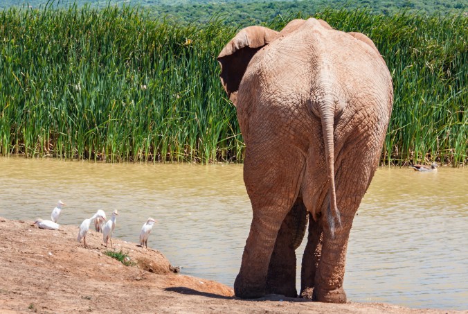 pixambo-animals0068_56dc33339e293