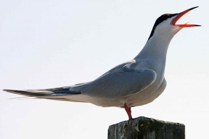 sterna-hirundo-tern-bird-sing-725x483