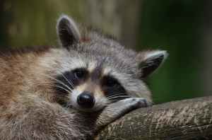 raccoon-bear-zoo-saeugentier-54602