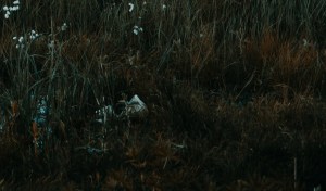 pexels-photo-1334142